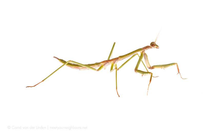 <!-- Mantodea, Praying mantis -->